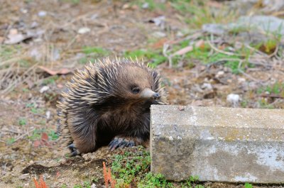 Echidna or Spiny Anteater