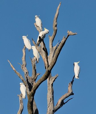Cockatoos - Christmas decorations - the longest day of the year..