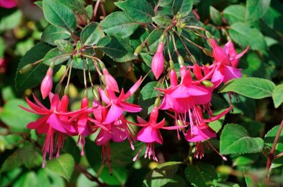 Fuschias in my garden.