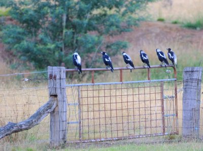 The Magpie family I feed every morning.