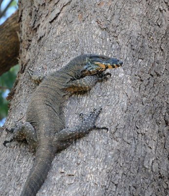 Lace Monitor or Goanna - approx. 1 metre or 3 ft. Magpie alert again, but up a different tree.