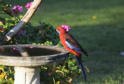 Crimson Rosella at our bird bath in the late sunshine.