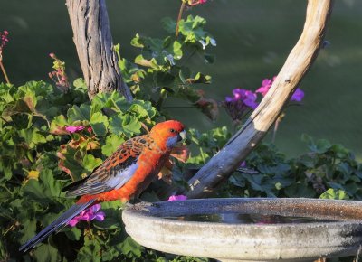Crimson Rosella - a last drink before the day ends.