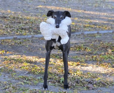 Ace ready for his morning walk in the paddock with one of the Teddy family of four