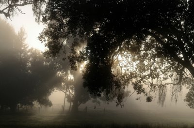 A foggy morning - followed by a warm day.