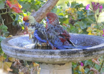 Rosellas - despite the low level these two managed to get thoroughly soaked, bath now refilled.