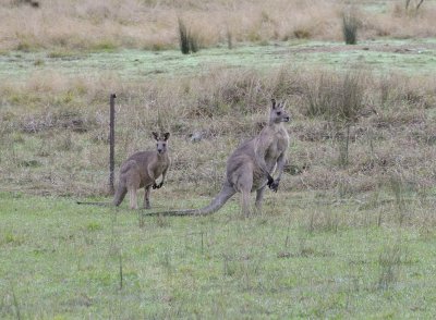  Kangaroos