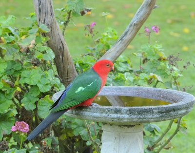 Early morning visit by a male King Parrot.