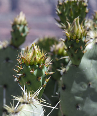 Prickly Pear