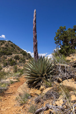 A Flowering Agave