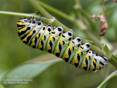 Black Swallowtail Caterpillar Papilio polyxenes