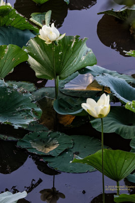 Water Lilies River Bend -Natchez Trace