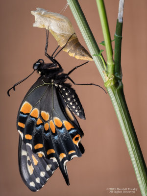 Eastern Black Swallowtail Butterfly and Chrysalis