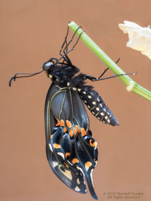 Eastern Black Swallowtail Butterfly unfurling wings