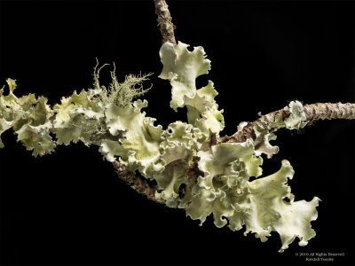 Lichen and Moss on Pine Twig-03