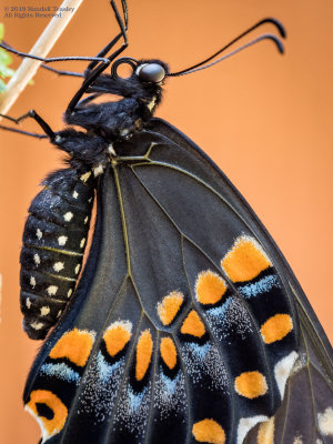 Eastern Black Swallowtail Butterfly-Detail