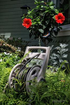 Hose-Reel-and-Hibiscus