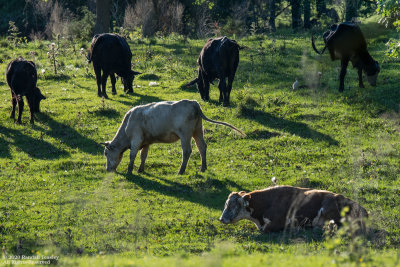 Grazing Cattle-Madison County MS