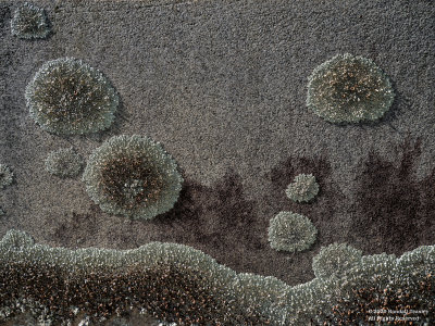 Small-World-Lichen-Clusters-on-Grave-Stone-02-McCool-MS