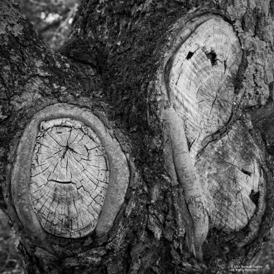 Scarred-tree-Raymond-MS-2021