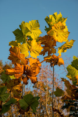 Autumn-Leaves-2021-11-20- Madison MS