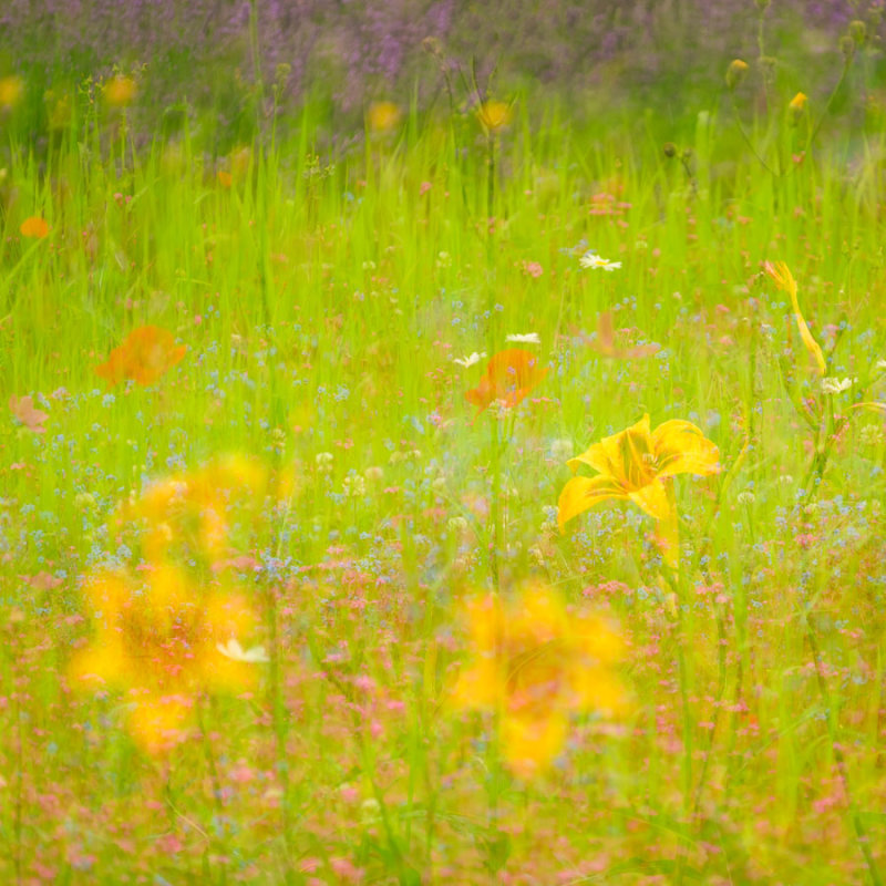 Symphonie florale_16x20