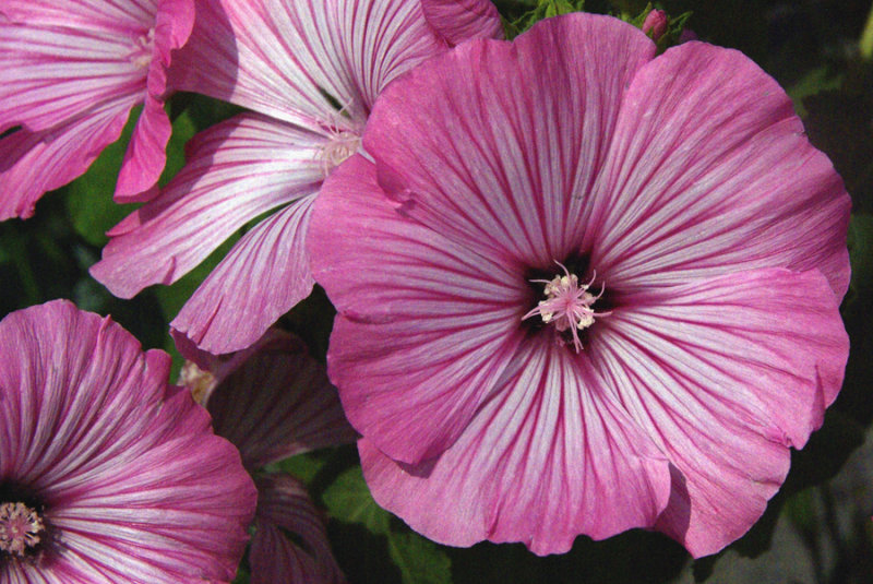 GD-_IGP3953.jpg- Charmante nature