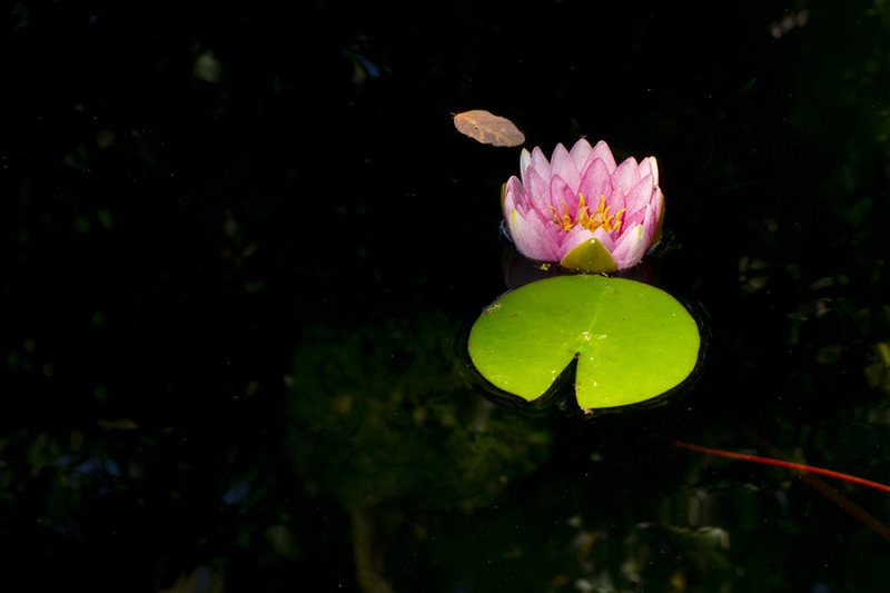 Nnuphar