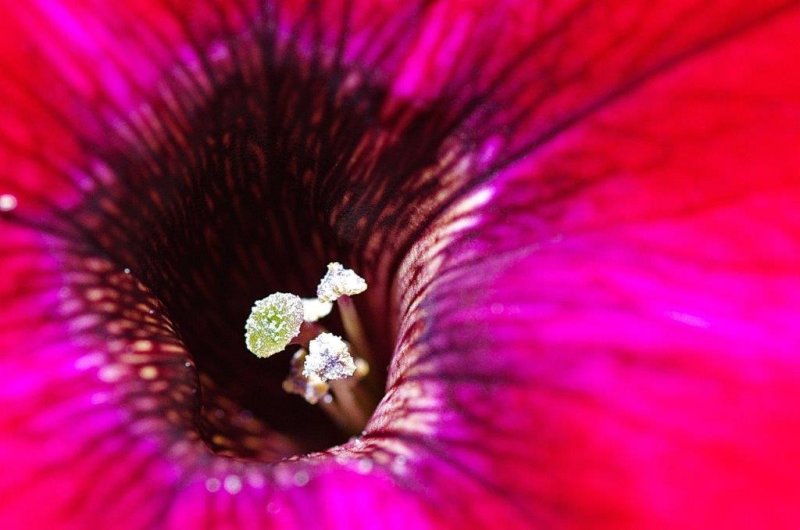 7-cume florale (Ptunia)