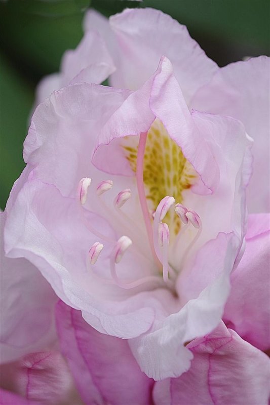 MO-ptales de soie ( Rhododendron )