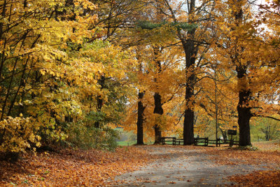 Expo DL_L'Automne  N-D-des-Bois.jpg