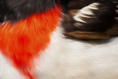 2-Macro-oiseaugraphie, 4