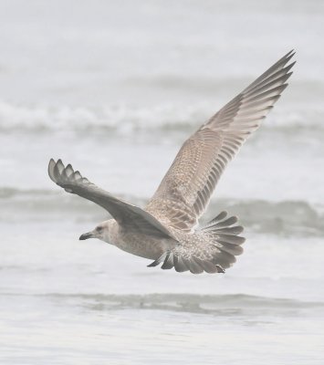 1st_year_herring_gull_solidspotted_tails