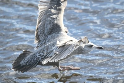 1st_year_herring_gull_solidspotted_tails