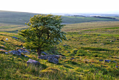 Thorn bush as evening falls