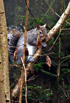 Squirrel in the winter woods