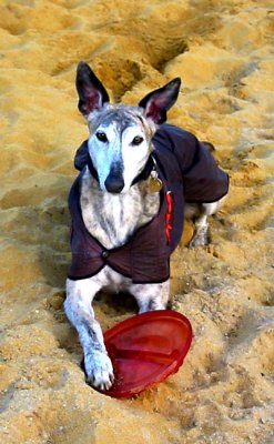 Angel Sand Frisbee