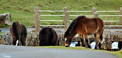 Ponies at Moorgate bridge.