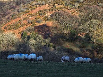Belstone: Sheep grazing on the common late March