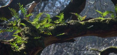 Ferns on Twisted Oak