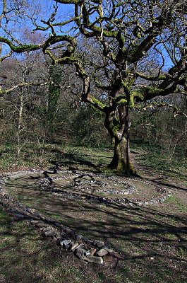 Twisted Oak Spiral in April