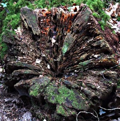 An old tree stump finally getting recycled back to nature