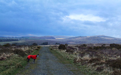 Quite a dull day up on Dartmoor near the Wiilsworthy firing range. 
Just a little bit of dappled sunshine on the moor below the dome-shaped Great Nodden and out towards Great Links Tor.