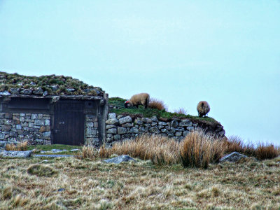 Much better grass on the roof