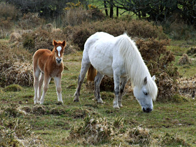 Pony & Foal