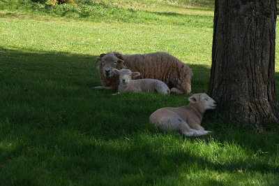 Sheep in the shade