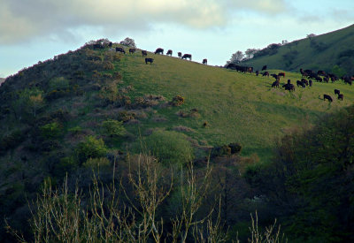 Cattle grazing on the hill above Meldon Dam
