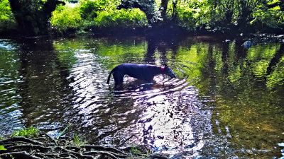 In the shallows of the West Ockment River