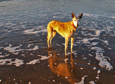 Angel sunset glow at Widemouth Bay