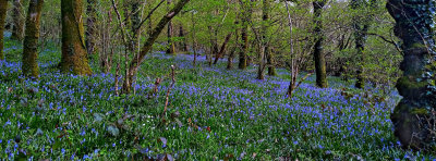 Bluebell Wood Meldon